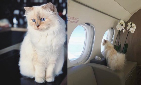 Karl Lagerfeld'in kedisi Choupette mirasın tadını Paris'te çıkarıyor