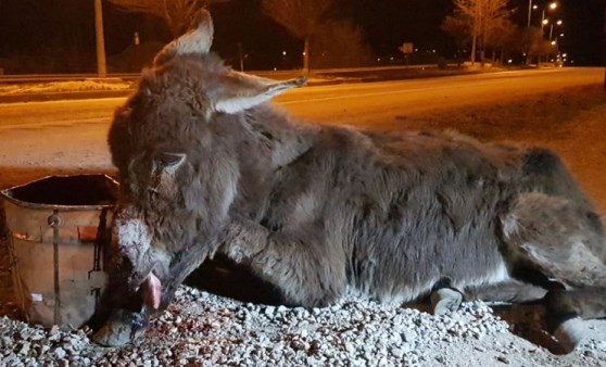 Çarptığı eşeği ölüme terk edip kaçtı