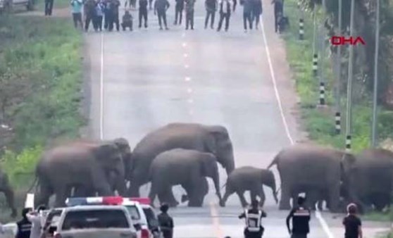 Tayland'da caddeyi basan fil sürüsü kamerada