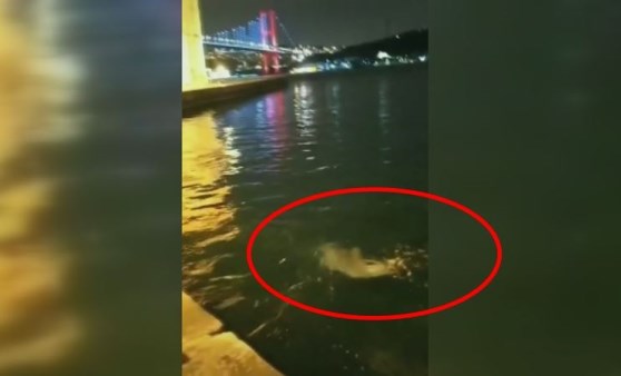 Yunuslar Ortaköy Sahili'nde böyle görüntülendi