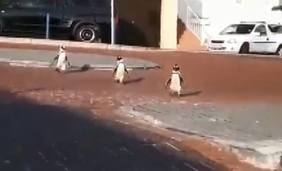 Güney Afrika'da penguenlerin sokaklarda dolaştığı anlar kamerada