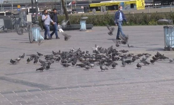 Eminönü'nde onlarca güvercini ezen sürücü gözaltına alındı