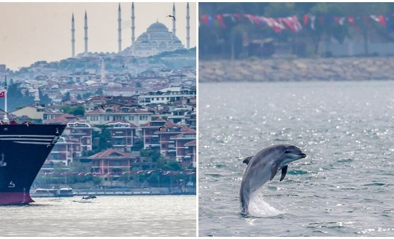 Yunuslar İstanbul Boğazı'nda şov yaptı