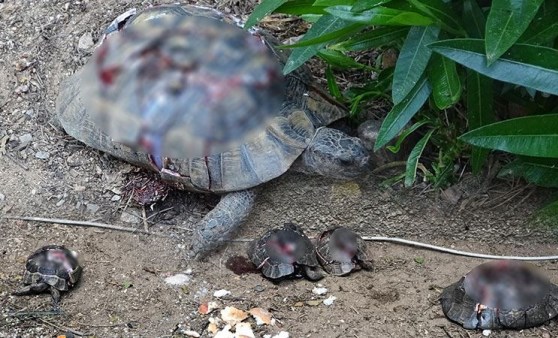 Alanya'daki kaplumbağa vahşetine soruşturma