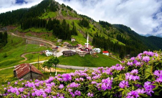 Karadeniz yaylalarını, ormangülü süsledi