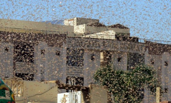 İstilacı çekirgeler kıtalar arası ilerleyişini sürdürüyor