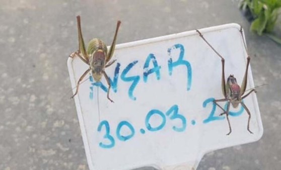 İzmir'i sardılar! Nereden geldikleri belli oldu