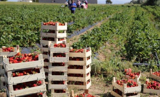 Deneme amaçlı üretmeye başladı: Taleplere yetişemiyor