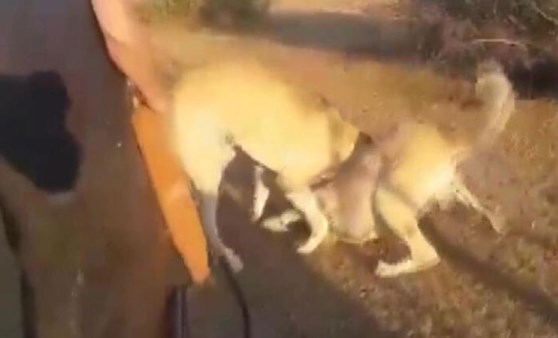 Kangal köpeklerini acımasızca dövüştürüp kameraya kaydettiler