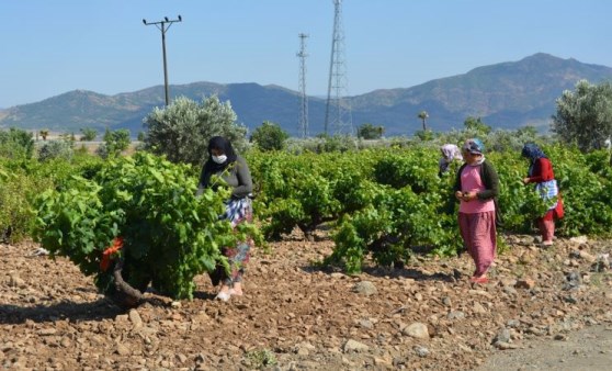 Yaprağı meyvesinden 10 kat daha fazla kazandırıyor