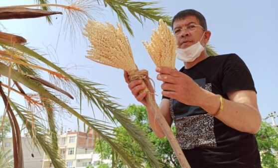 Silifke’de hurma ağaçları evlendiriliyor