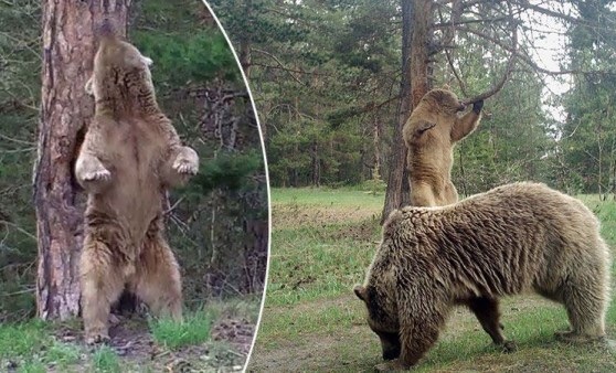 Sarıkamış'ta ayıların gülümseten görüntüleri! Kaşınmalarının iki nedeni var