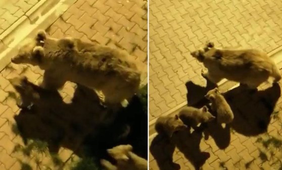 Şehir merkezine inen boz ayı, yavrularını köpeklerden böyle korudu