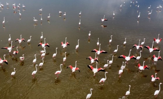 İzmir Kuş Cenneti'nde 18 bin yavru flamingo yumurtalarından çıktı