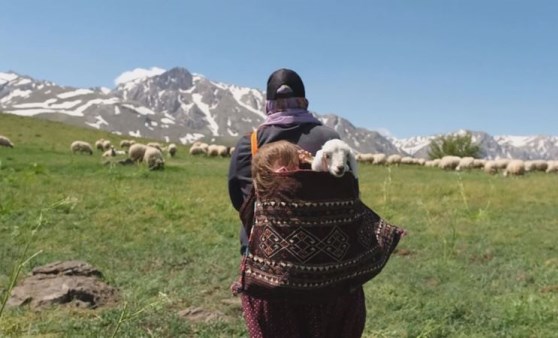 5 yaşındaki Şirin'in ve kuzu arkadaşının yayla yolculuğu