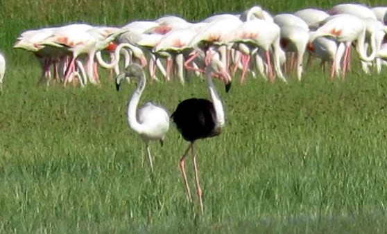 Kayseri'de siyah flamingo görüntülendi