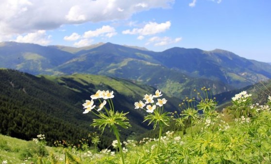 Rize'nin Petran Yaylası rengarenk