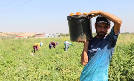 Şanlıurfa'da kavurucu sıcakta ekmek mücadelesi veriyorlar