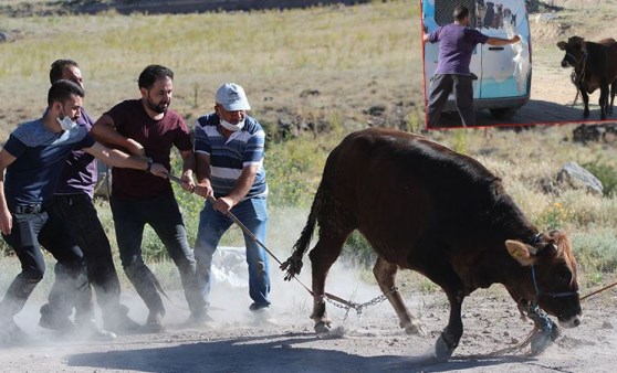 Elinden kaçan kurbanlığa böyle seslendi: Gel kurban olduğum