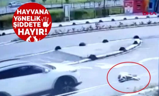 Aracıyla yolda yatan köpeği ezen doktorun 3 yıla kadar hapsi istendi