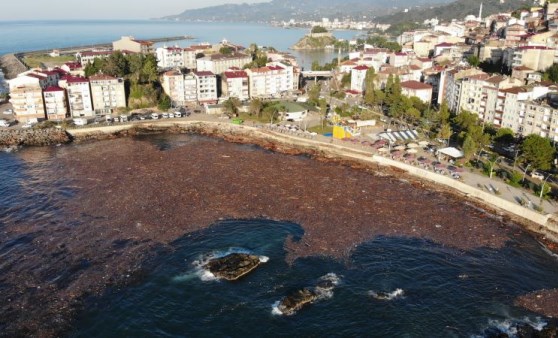 Selin sürüklediği ağaçlar deniz yüzeyini kapladı