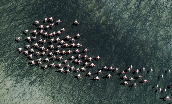 Flamingoların yaşam alanı daralıyor