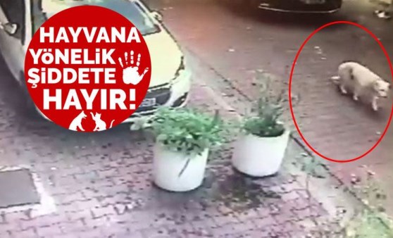 Beşiktaş’ta korkunç an! Köpeğe çarpıp kaçtı