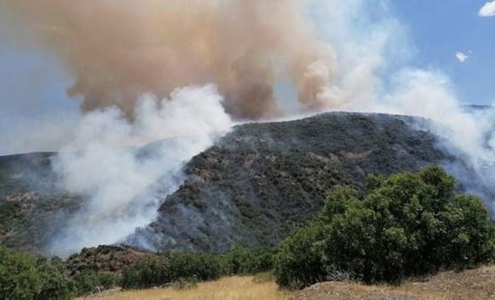 Elazığ’da orman yangını