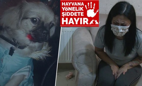 Şikayetini geri çekmeyen sevgilisinin köpeğini 5. kattan attı