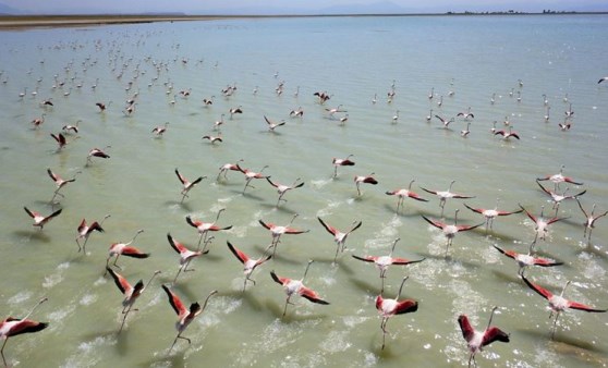 Flamingolar Arin Gölü’nü renklendiriyor