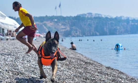 Türkiye'nin ilk cankurtaran köpeği Fox