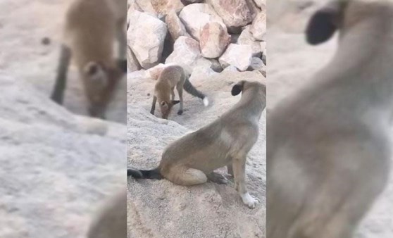 Tunceli'de köpek ile tilkinin dostluğu kameraya yansıdı