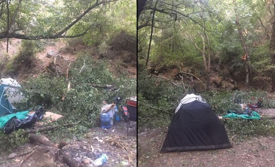 Kampçıların üzerine ağaç devrildi: Biri ağır, 4 yaralı