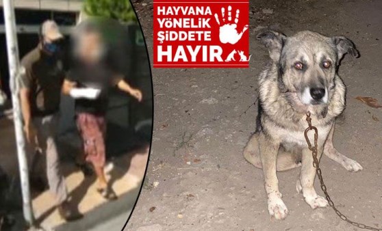 3 köpeği bıçaklayıp birini öldürdü, serbest bırakıldı!