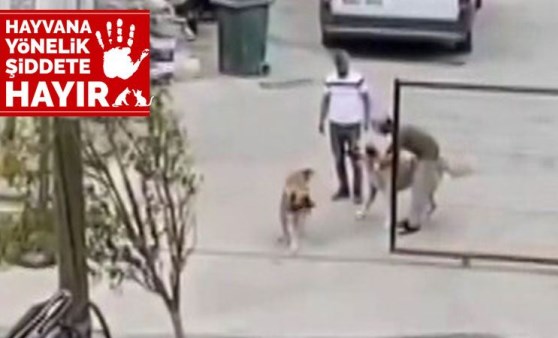 Tepki toplayan görüntüler! Köpekleri acımasızca dövüştürdüler