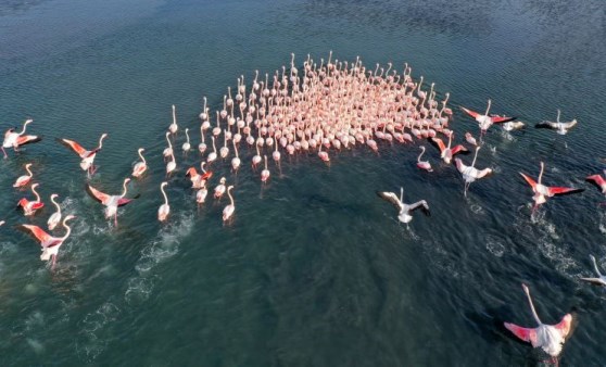 Flamingolar İzmir Körfezi'ni şenlendiriyor