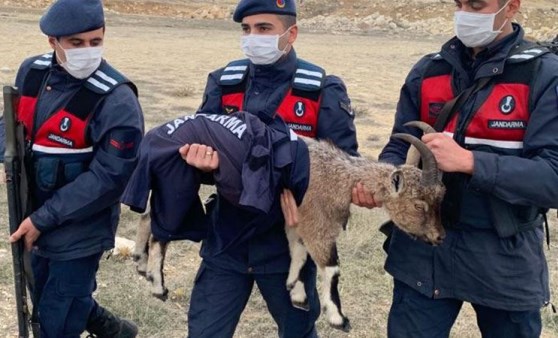 Yaban keçisi yavrusu ormanda donmak üzereyken bulundu