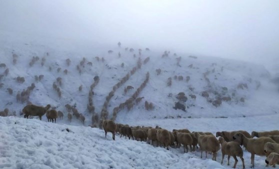 Kar yüzünden yaylada 600 koyunla mahsur kalan çoban, 5 saatte köye ulaşabildi