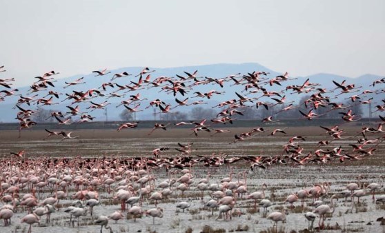 Gala Gölü, 5 binden fazla flamingoyu misafir ediyor