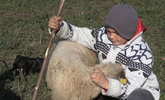 Hem okuyup hem çobanlık yapan Şevki, sosyal medya fenomeni oldu