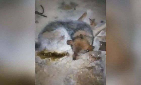 Rusya'da -54 derecede buz tutan köpek böyle kurtarıldı