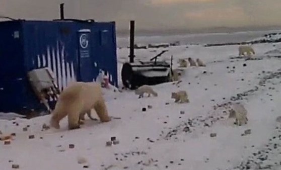 Rusya'da şantiyelere inen kutup ayıları paniğe neden oldu