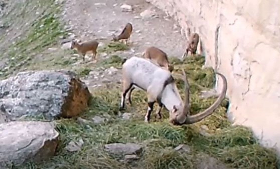 Tunceli'de yaban keçisi sürüsü fotokapanda