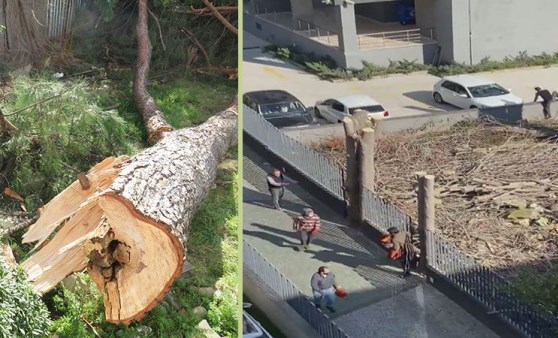 Kadıköy'de fıstık çamı gerginliği! Mahalleli tepki gösterdi, ağacı kesenler böyle kaçtı