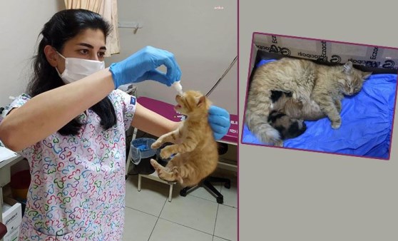 Anne kedi, yavrularını doktora götürdü