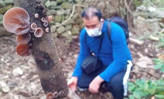 Kuşadası'nda 'ölümsüzlük' mantarı bulundu