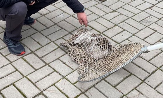 Otomobilin çarptığı kediyi polis kurtardı