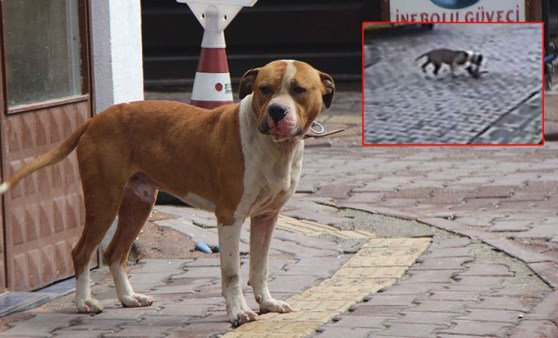 Pitbull dehşeti! Kediyi parçalayarak öldürdü