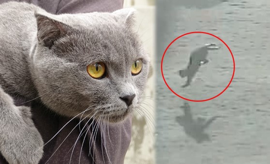 Sevimli kedi 4. kattan dört ayak üstüne düştü