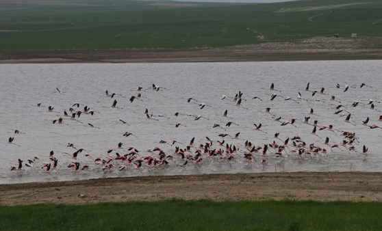 Baraj flamingoların durağı oldu